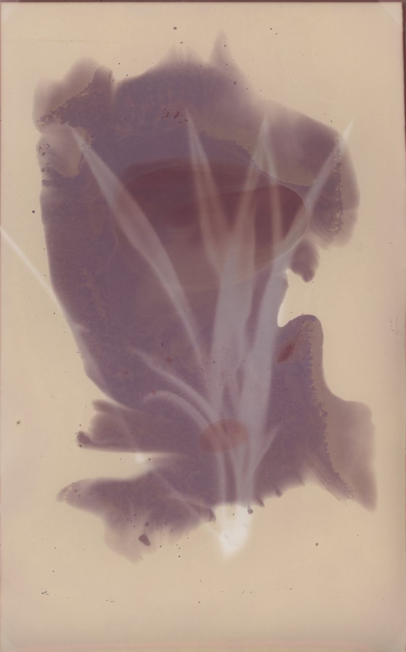 Spider plant - Lumen Print