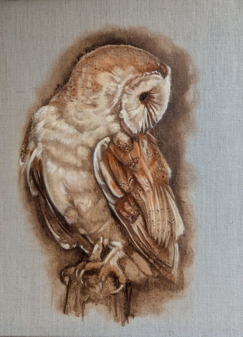 Barn Owl