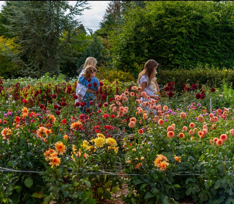 wander the flower beds