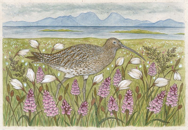 Oronsay Curlew by Jennifer Chance