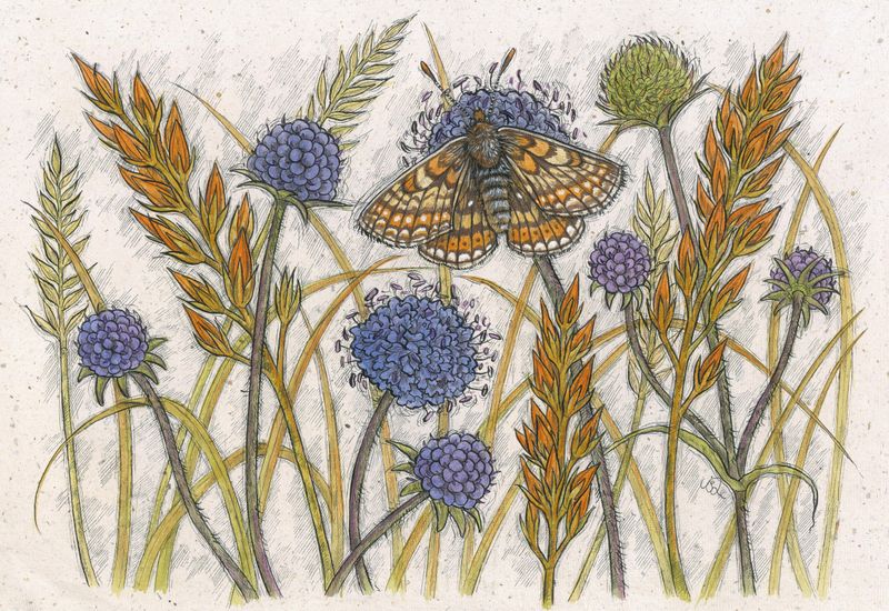 Marsh Fritillary Meadow
