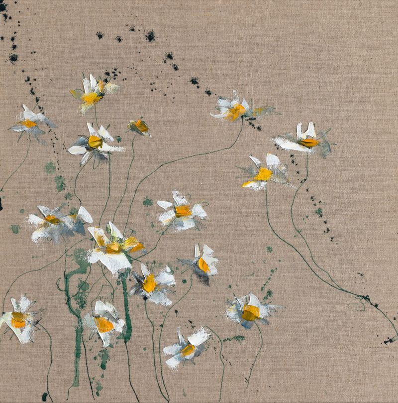 oxeye daisies