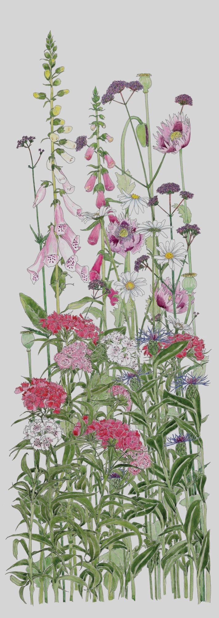 Midsummer Border