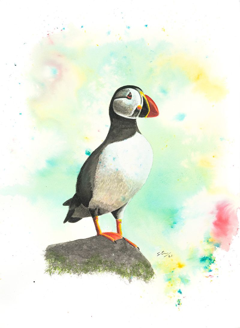 Puffin