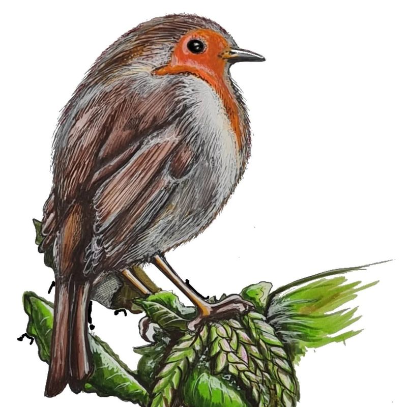 The Fox and the Fern