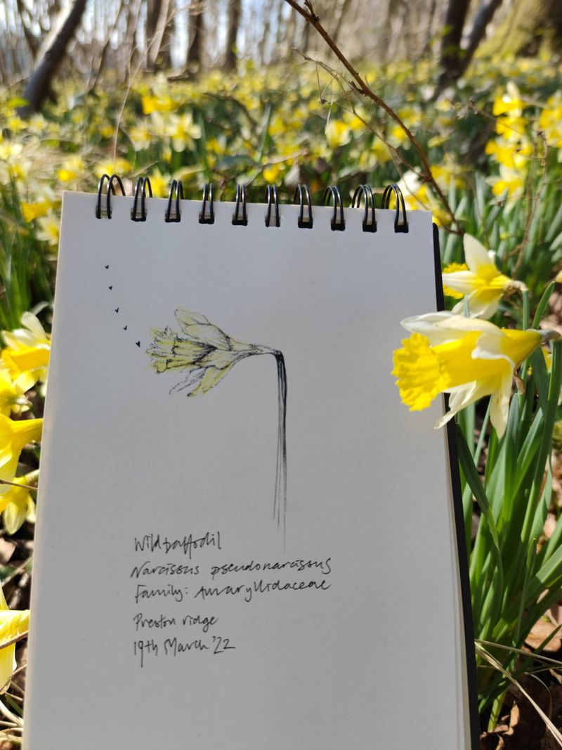 Plants and Dance (Daffodil, Narcissus sp.)