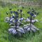 Hellebores