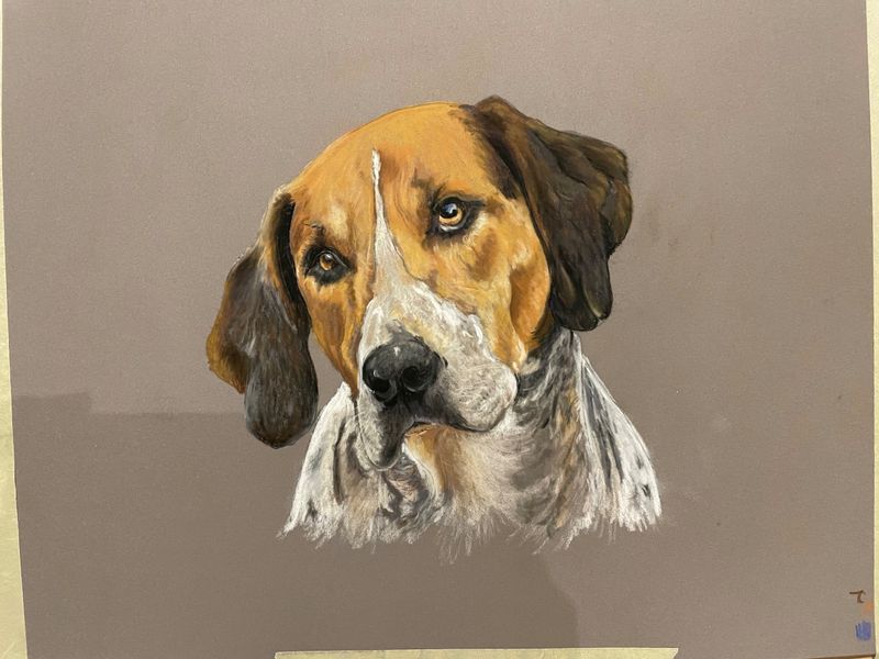 English Foxhound