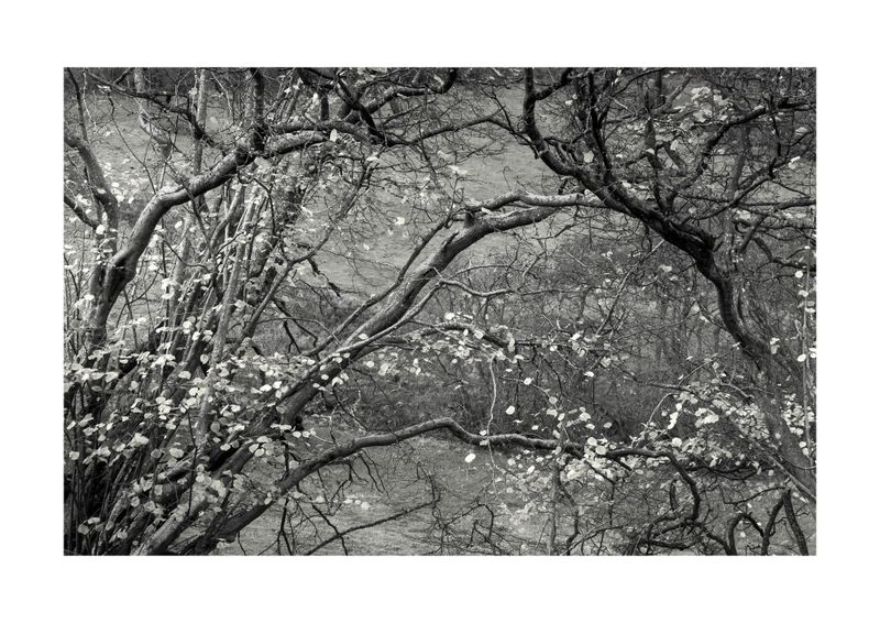 Hedgerow