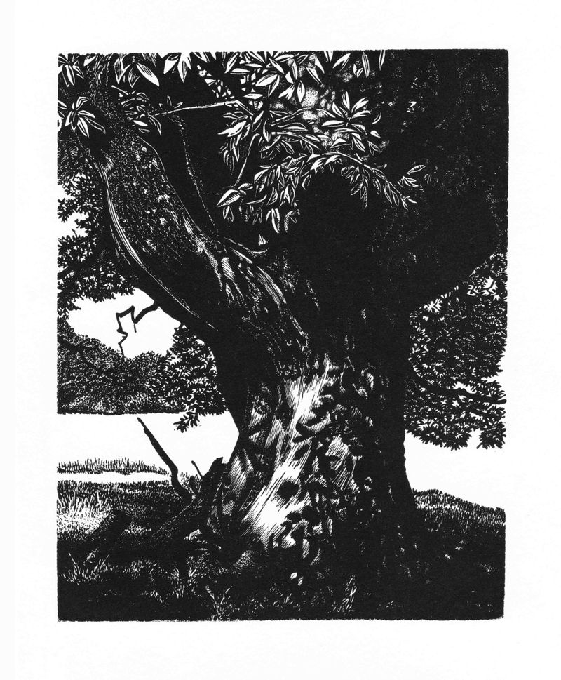 Blaze Cyan - Croft Castle