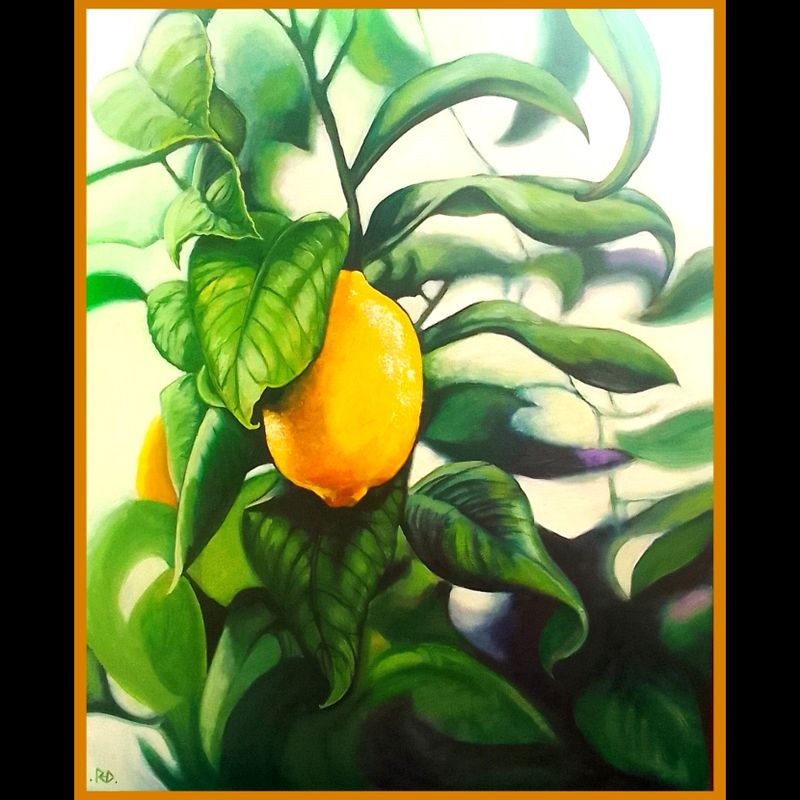 'Shy lemon ' . Oil on board