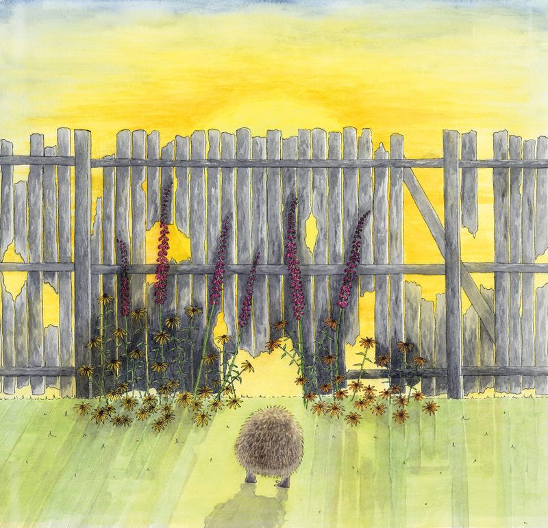 When the sun came up... from the children's book 'Hedgehog and the Fence'