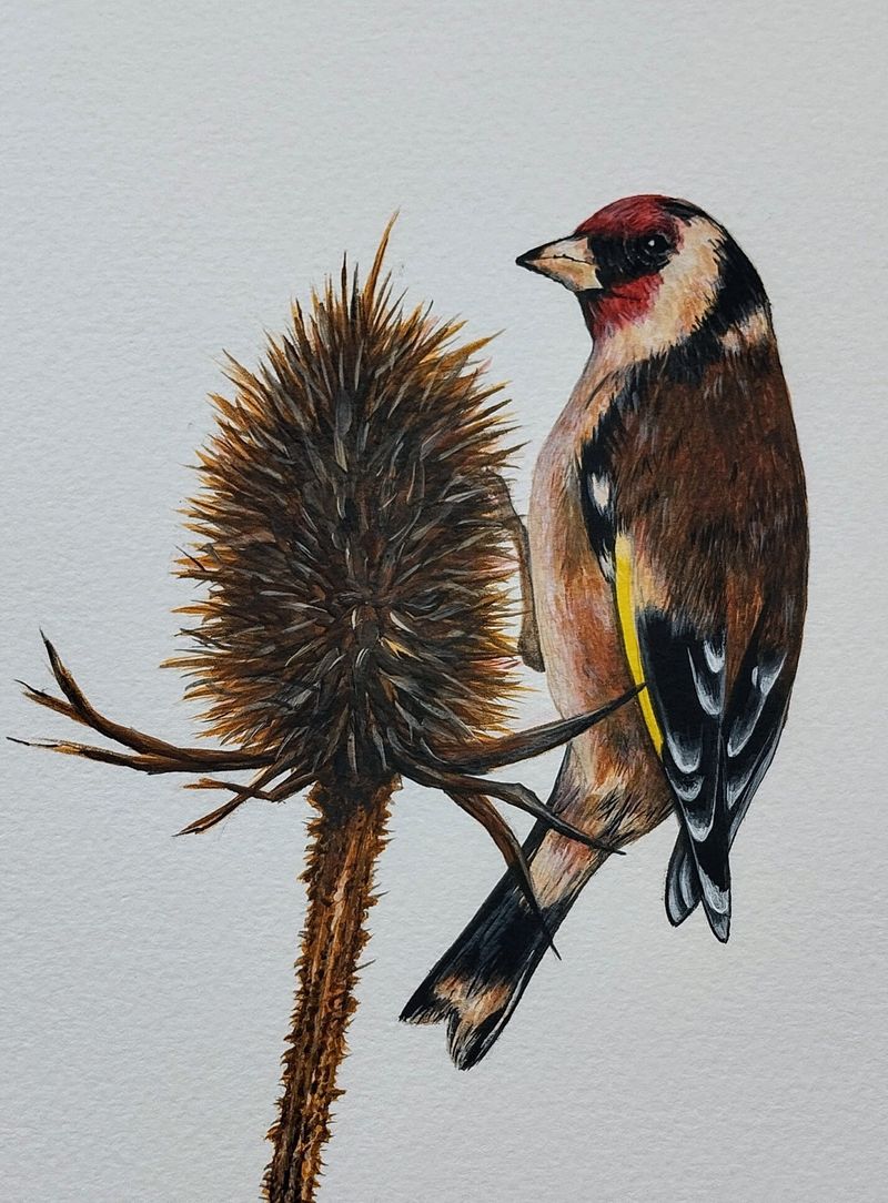 Goldfinch