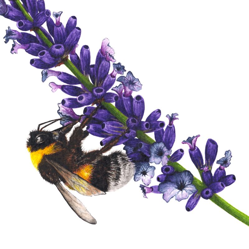 The Scent of Summer -  Bumblebees on Lavender