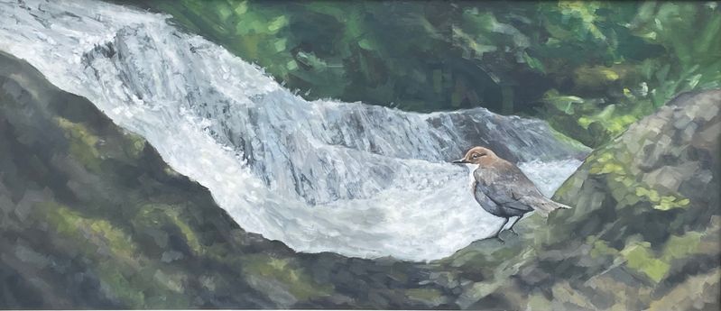 Dipper on Nant Treflyn