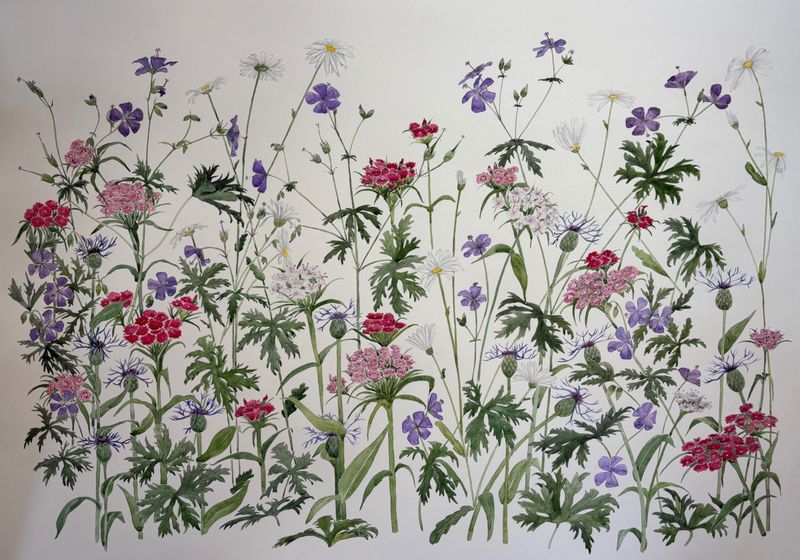 Geraniums this way and that