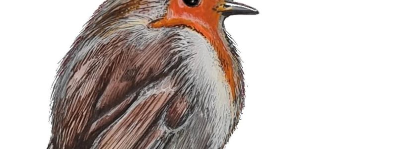 Sian Gibbs, Robin