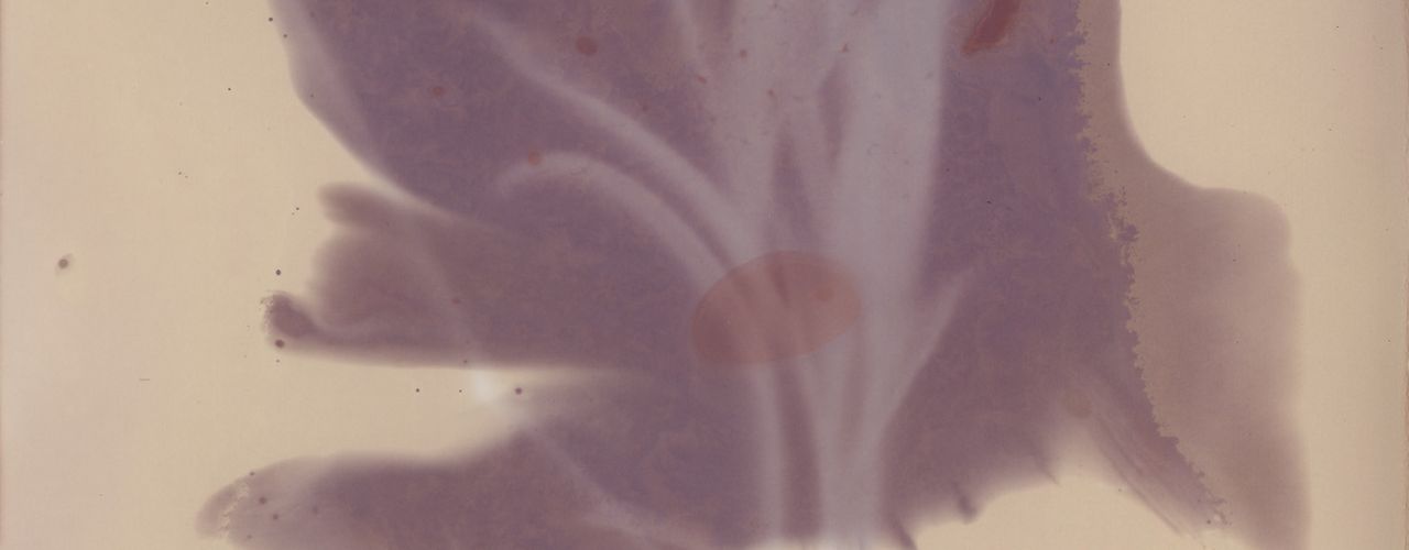 Spider plant - Lumen Print