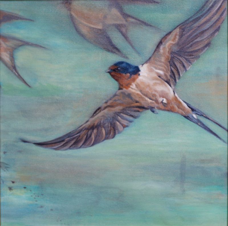 Barn Swallows