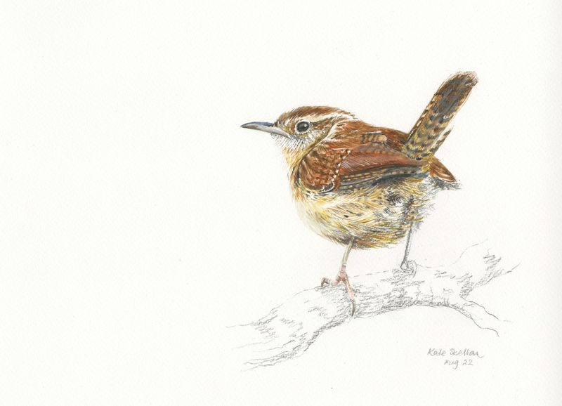 Wren