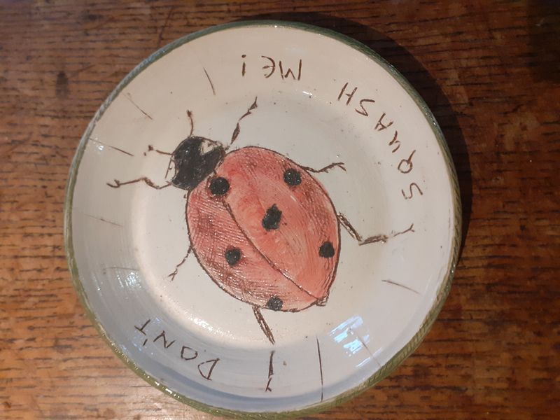 Insect Series Ladybird