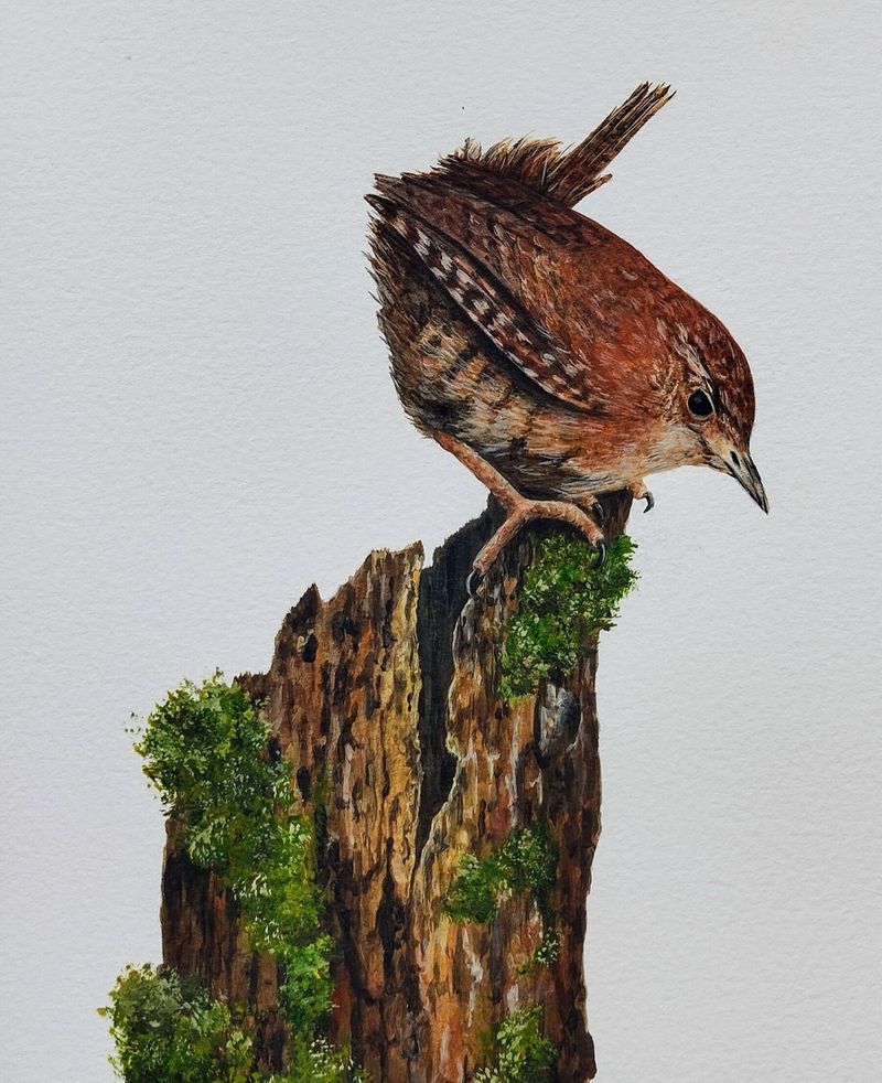 Little Jenny Wren