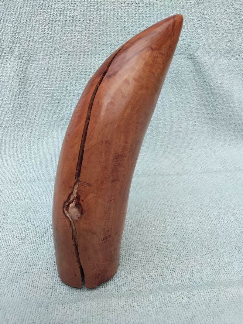 Tusk (Tibetan cherry)
