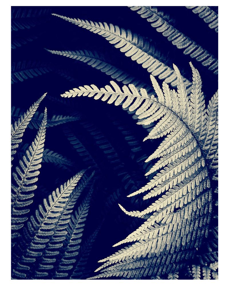 Fern