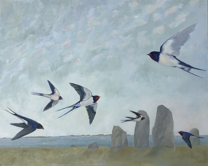 Swallows, Pembrokeshire