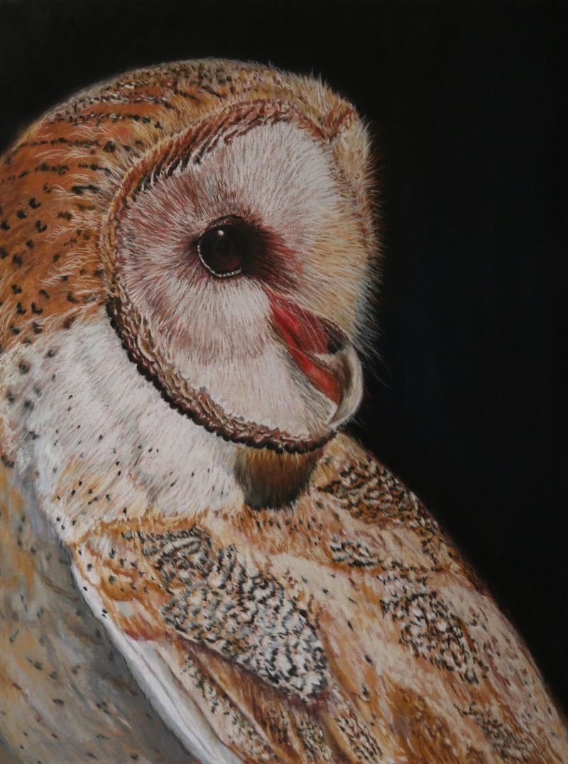 Barn Owl