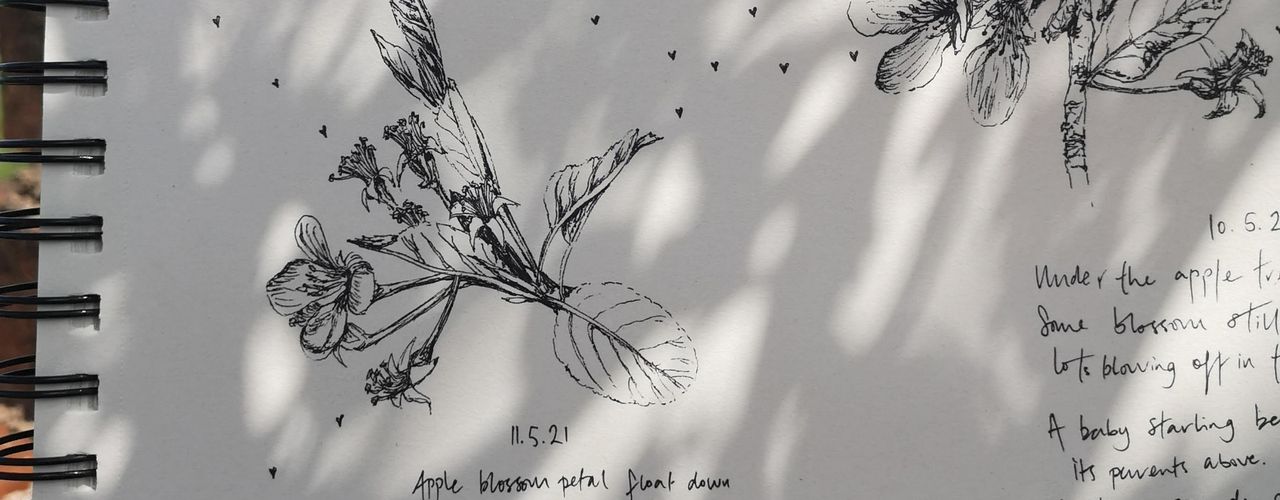 Plants and Dance (Apple blossom, Malva sp.).