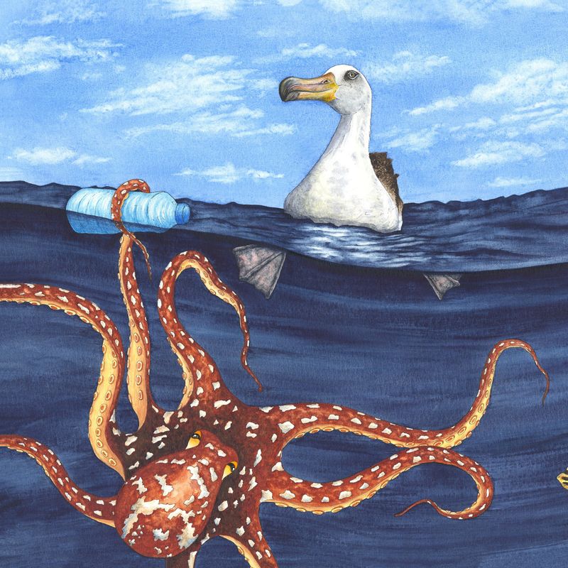 I spy a 'slippery squid'... from the children's book 'Albatross and the Rubbish'