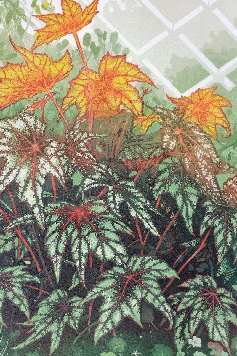 Monty - Begonia (detail)