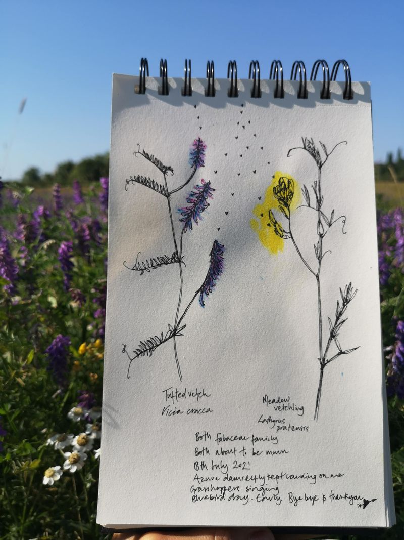 Plants and Dance (Meadow flowers)