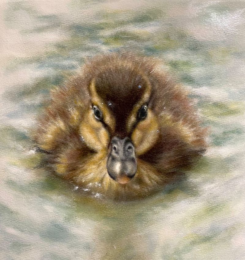 Mallard Chick