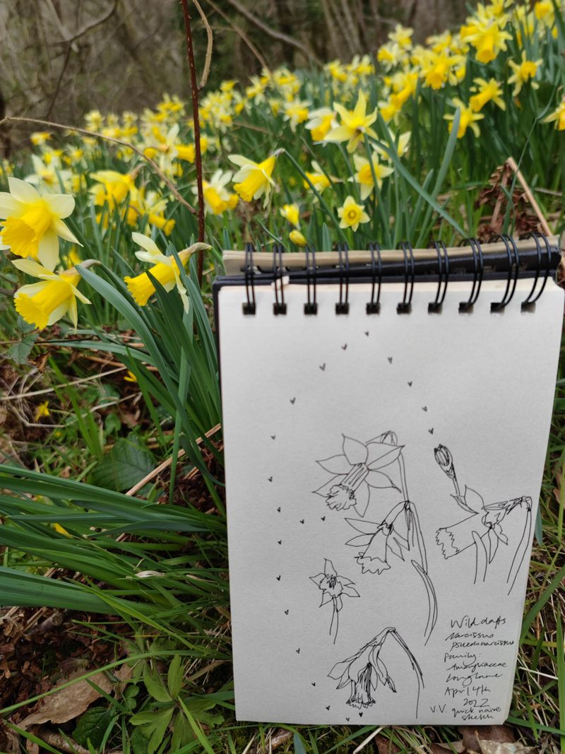 Plants and Dance (Daffodil, Narcissus sp.)