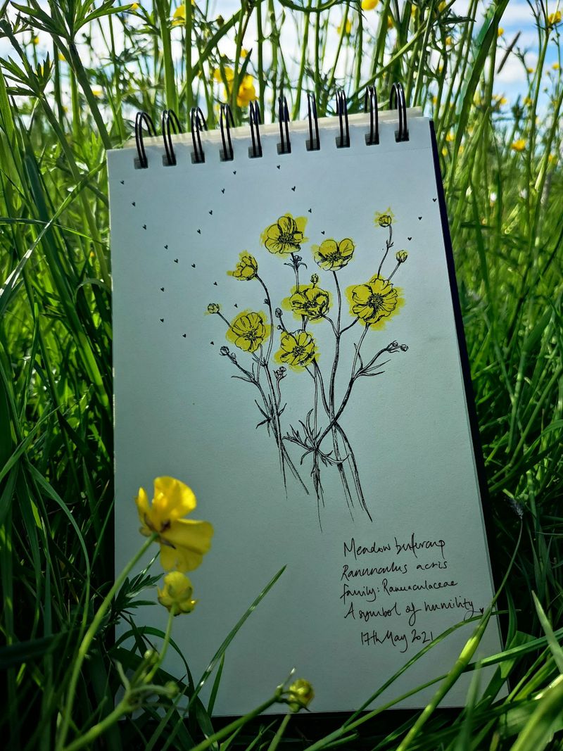 Plants and Dance (Meadow buttercup, Ranunculus acris)