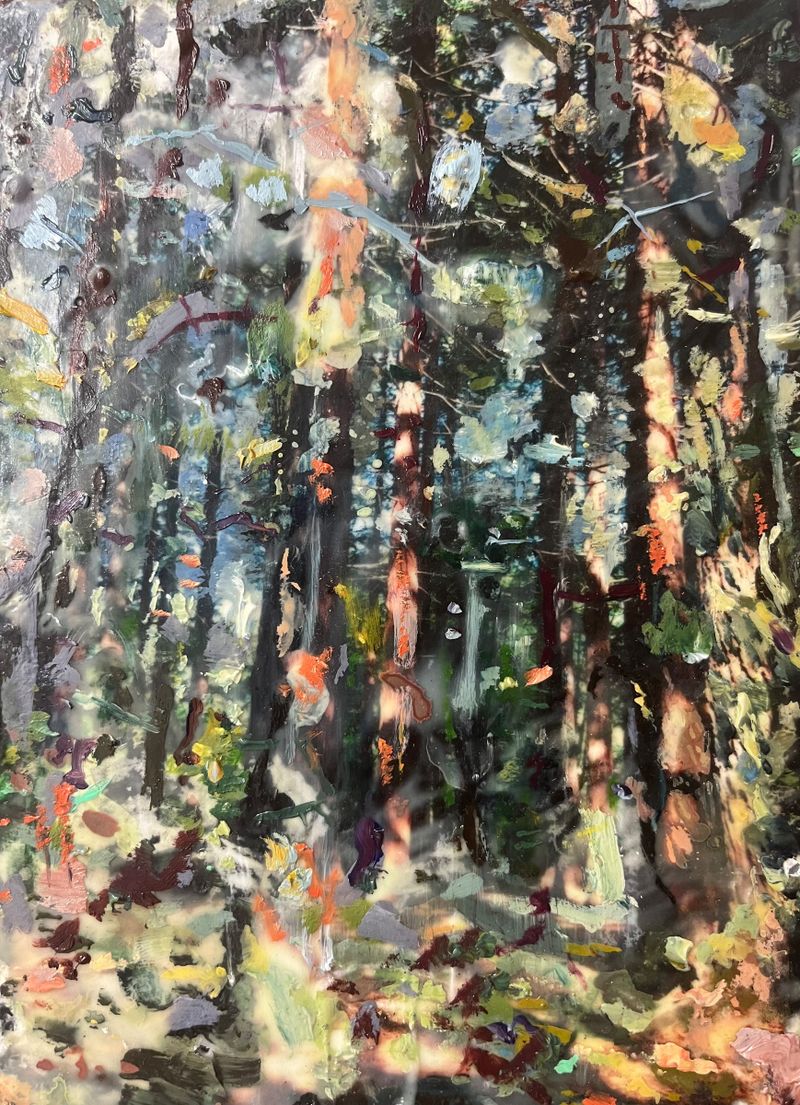 Redwood Trees Abstract