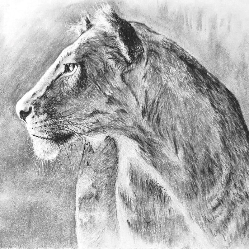 Watching - the Savannah's master hunter - Lioness