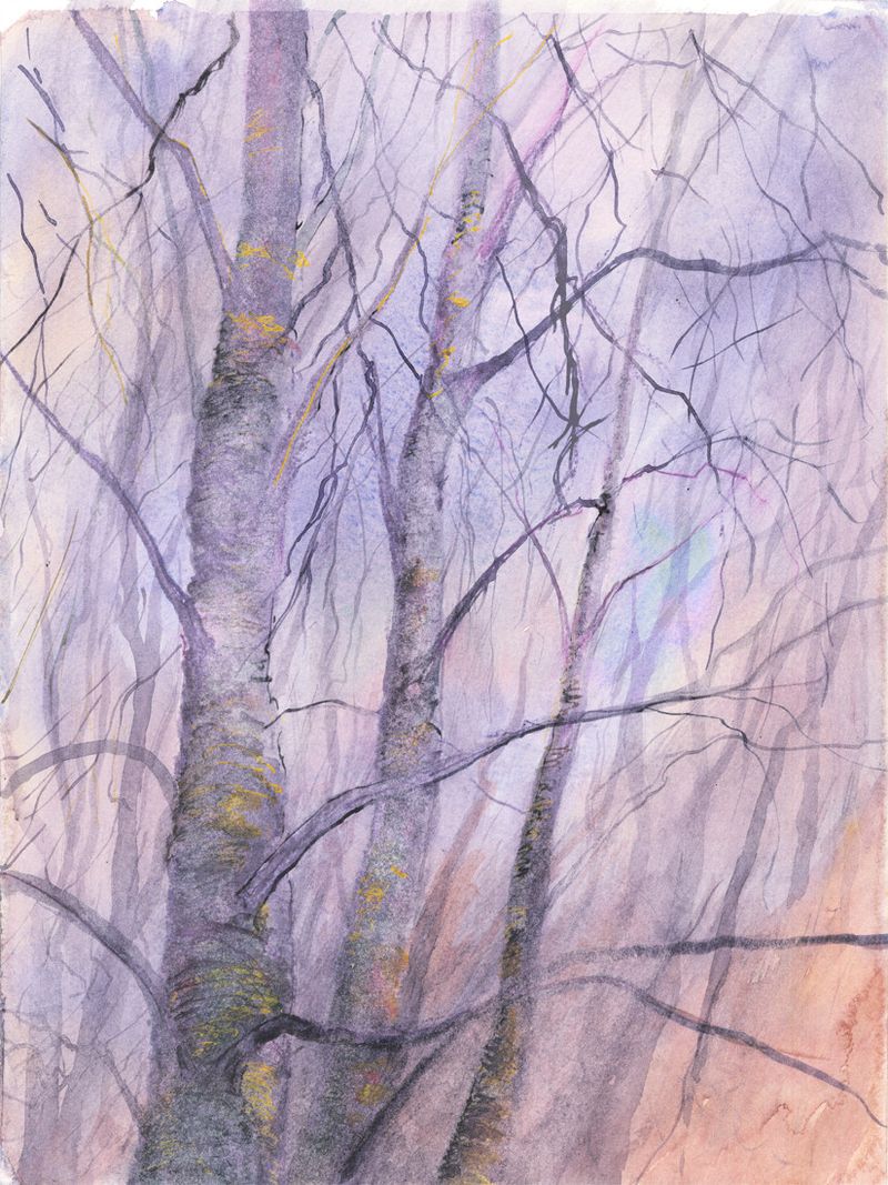 Winter Birches