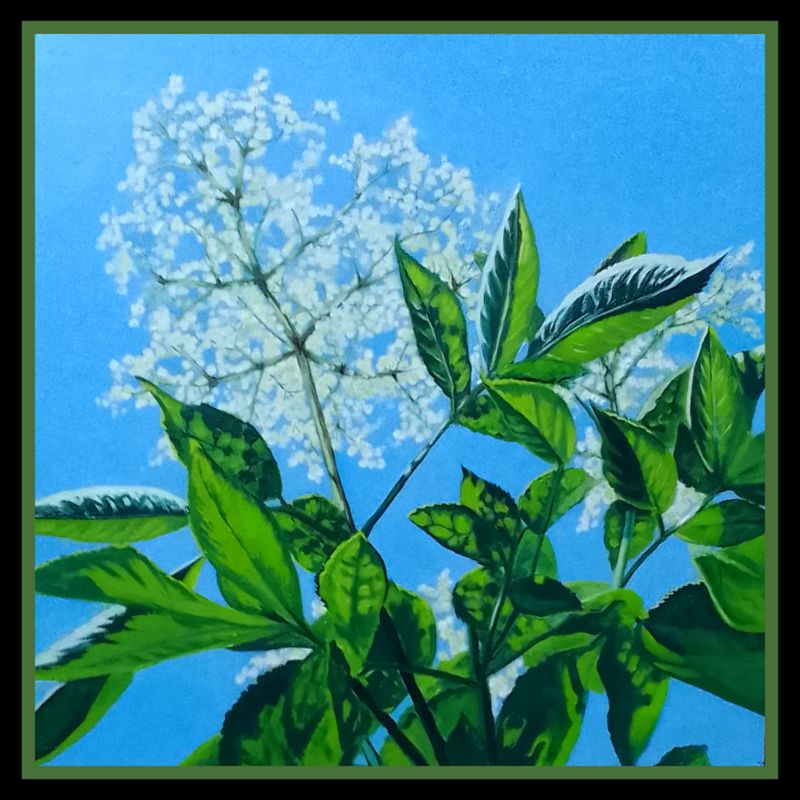'Elderflowers in the sun ' oil on board