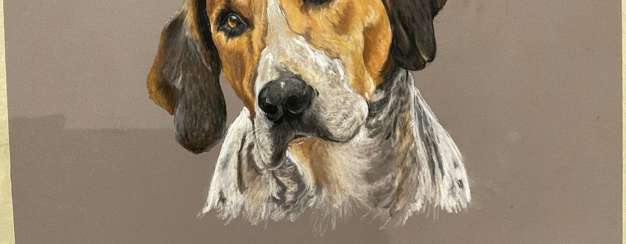 English Foxhound