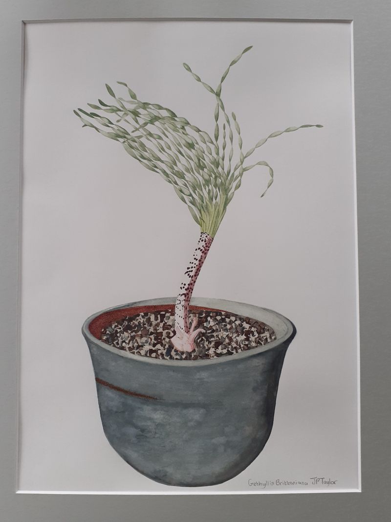 Gethyllis Britteniana