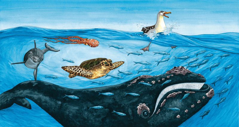 Albatross Found the Perfect Place... from the children's book 'Albatross and the Rubbish'