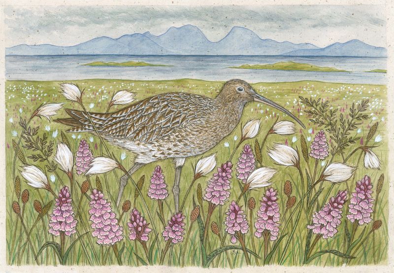 Oronsay Curlew