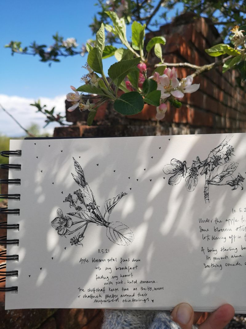 Plants and Dance (Apple blossom, Malva sp.).