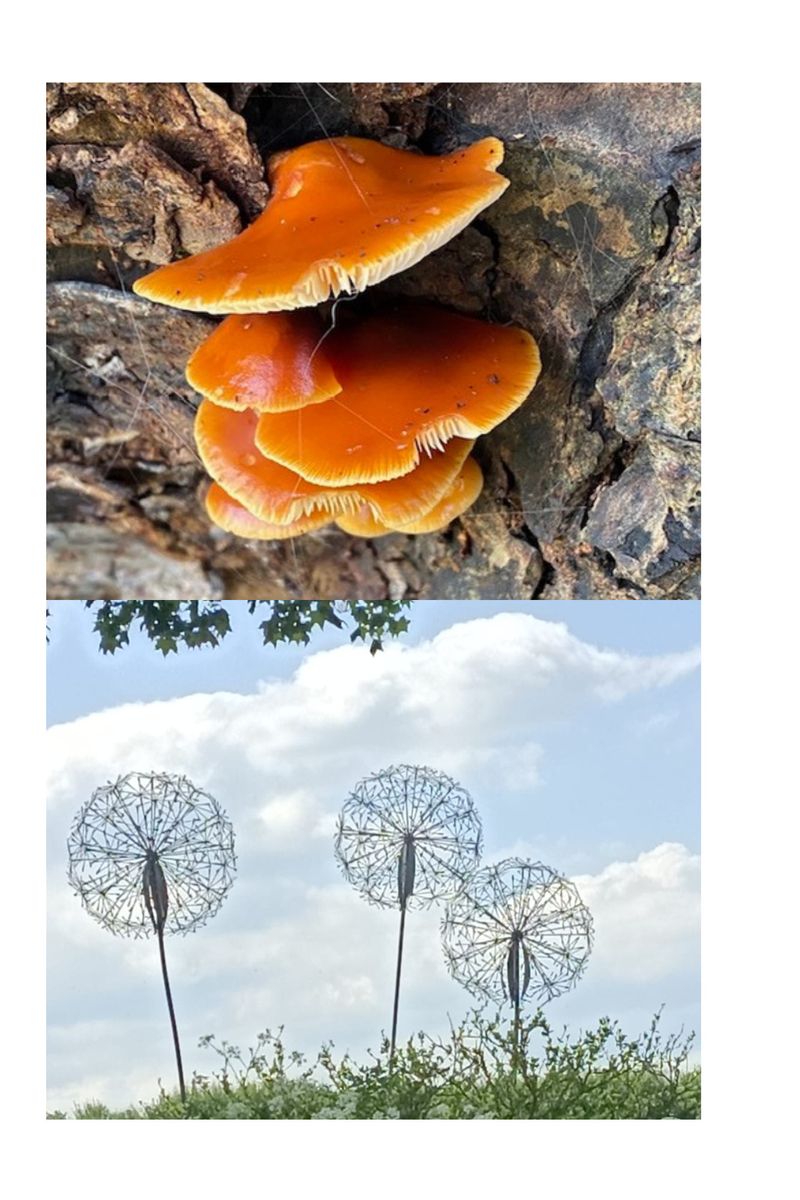 Susanna Morel  Jonathan Clift