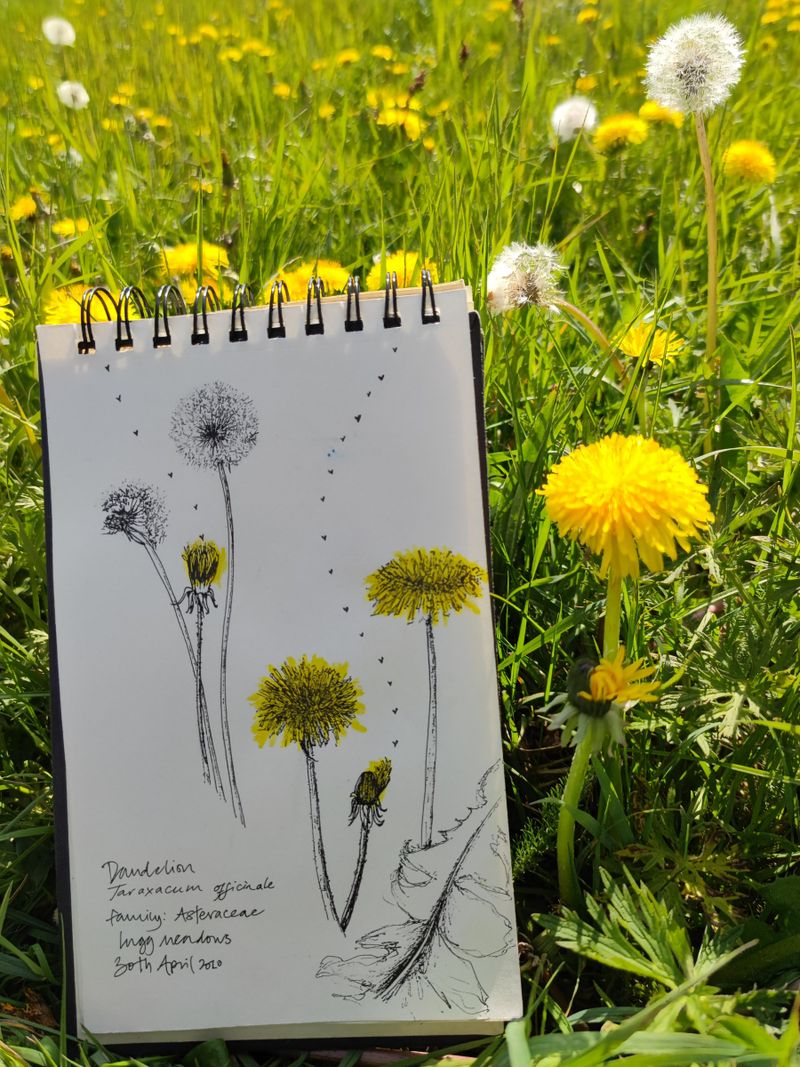 Plants and Dance (Dandelion, Taraxacum sp.)