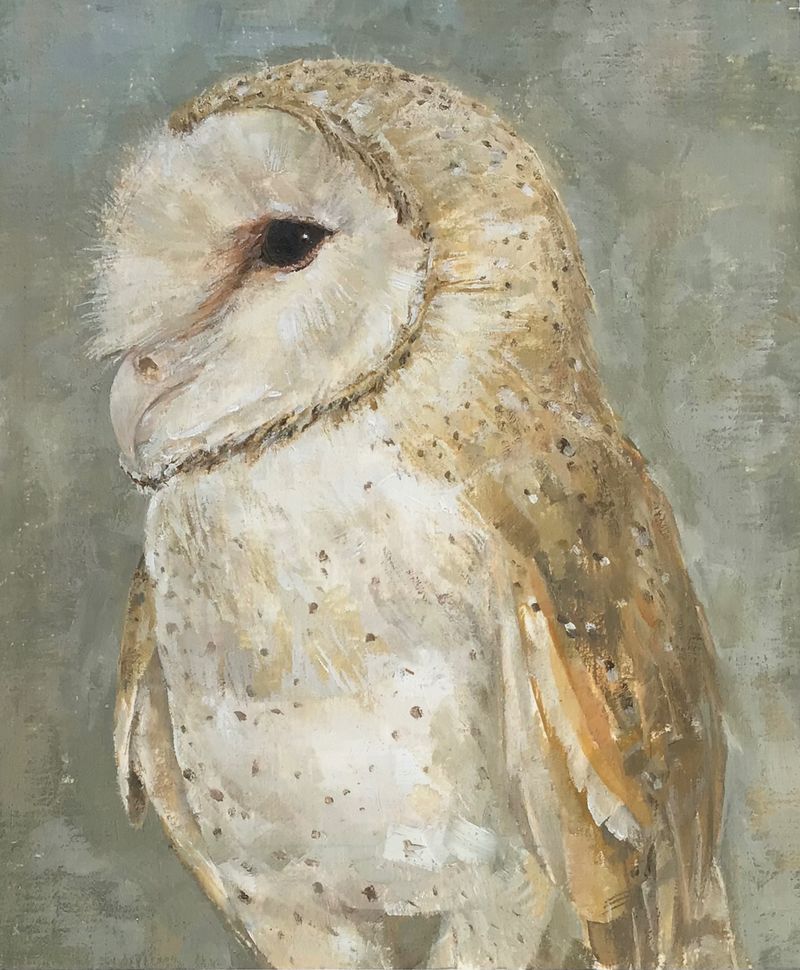 Barn Owl