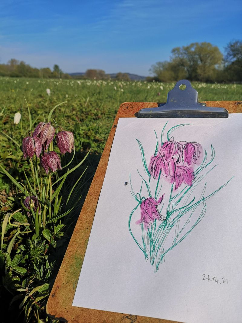 Plants and Dance (Snakeshead fritilary , Fritillaria meleagris)